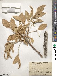 Fraxinus velutina image