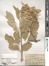 Fraxinus velutina image