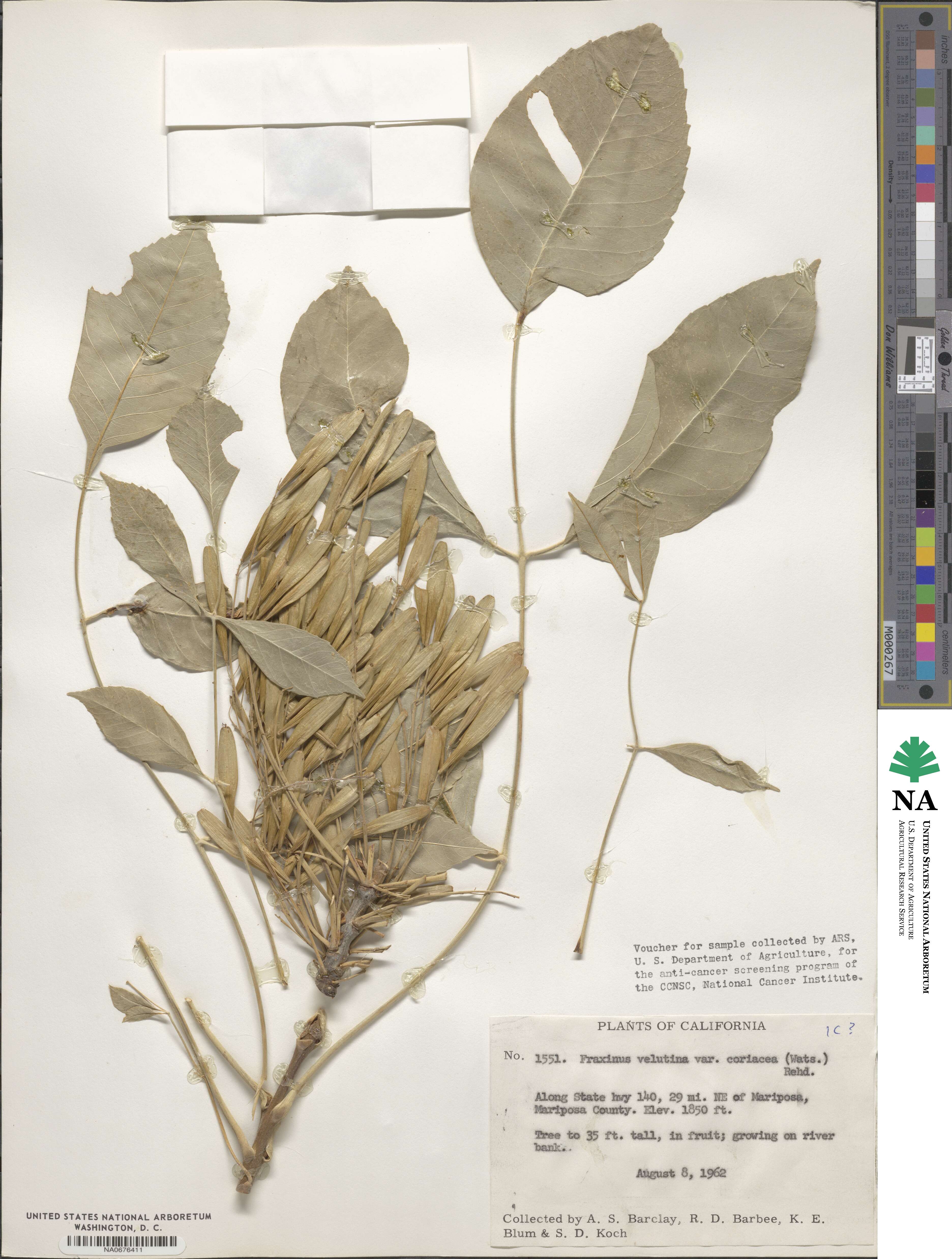Fraxinus velutina image