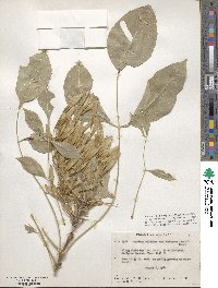 Fraxinus velutina image