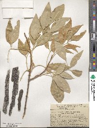 Fraxinus velutina image