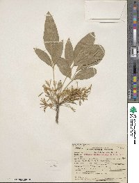 Fraxinus velutina image