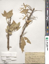 Fraxinus velutina image