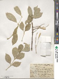 Fraxinus velutina image