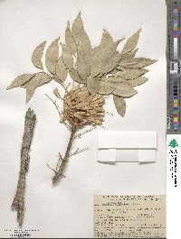 Fraxinus velutina image