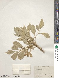 Fraxinus velutina image