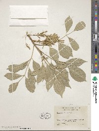 Fraxinus velutina image