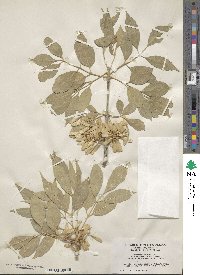 Fraxinus velutina image