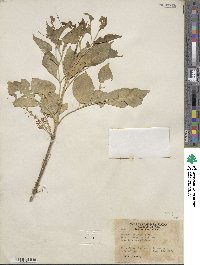 Fraxinus velutina image