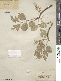 Fraxinus velutina image