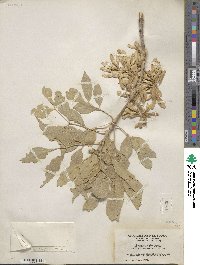 Fraxinus velutina image