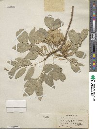 Fraxinus velutina image