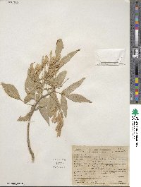 Fraxinus velutina image