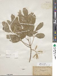 Fraxinus velutina image