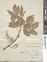 Fraxinus velutina image