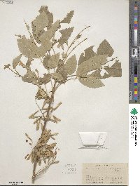 Fraxinus velutina image