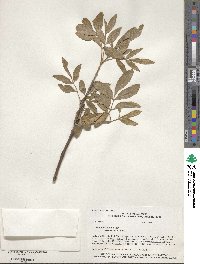 Fraxinus velutina image