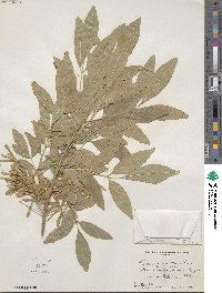 Fraxinus velutina image