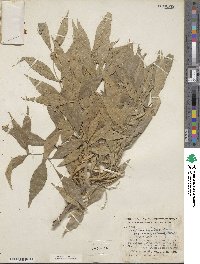 Fraxinus velutina image