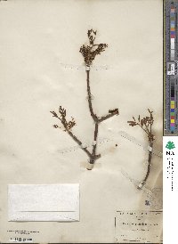 Fraxinus velutina image