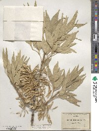 Fraxinus velutina image