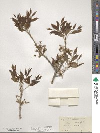 Fraxinus velutina image