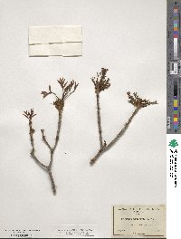 Fraxinus velutina image