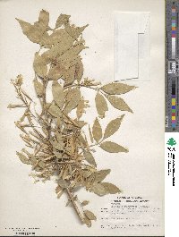 Fraxinus velutina image