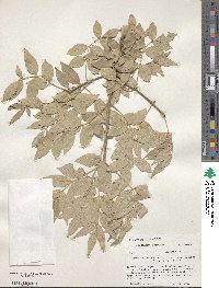 Fraxinus velutina image