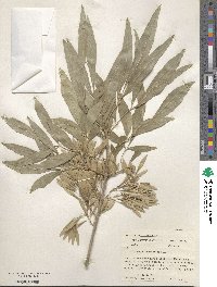 Fraxinus berlandieriana image