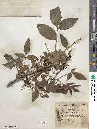 Fraxinus berlandieriana image