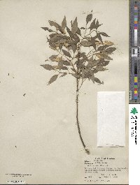 Fraxinus cuspidata image