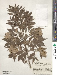 Fraxinus cuspidata image