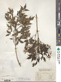 Fraxinus cuspidata image