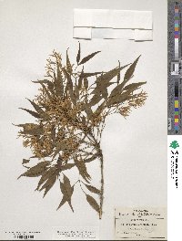 Fraxinus cuspidata image