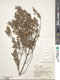 Fraxinus greggii image