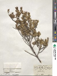 Fraxinus greggii image