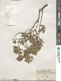 Fraxinus greggii image