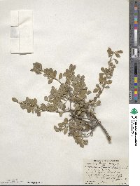 Fraxinus greggii image