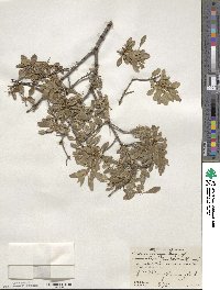 Fraxinus greggii image