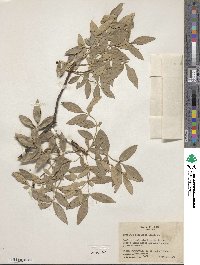 Image of Fraxinus papillosa