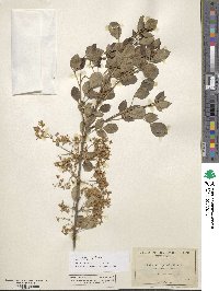 Fraxinus dipetala image