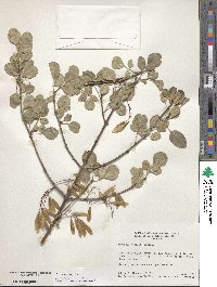 Fraxinus dipetala image