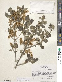 Fraxinus dipetala image