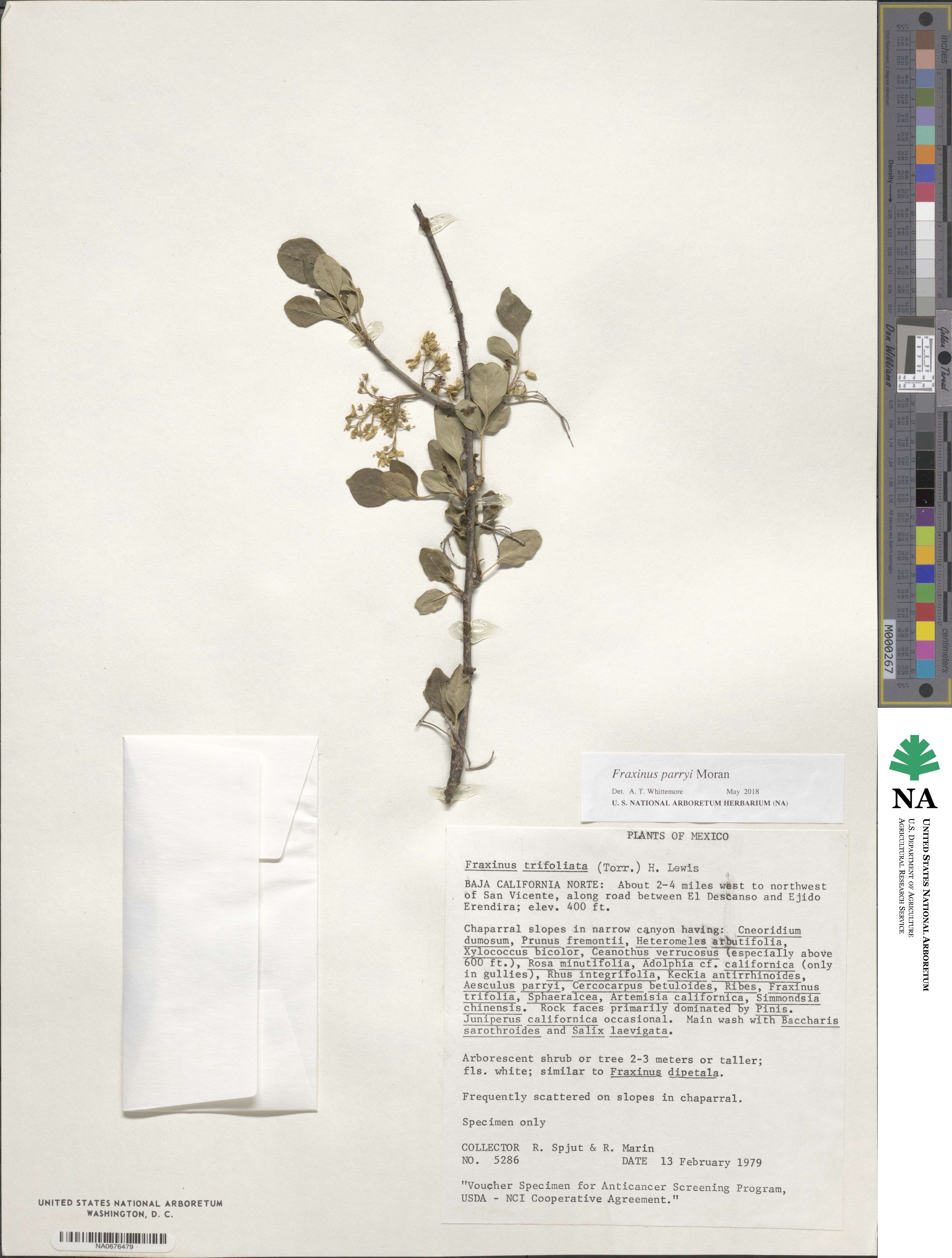 Fraxinus dipetala image
