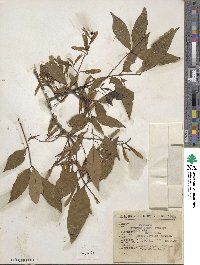 Fraxinus uhdei image