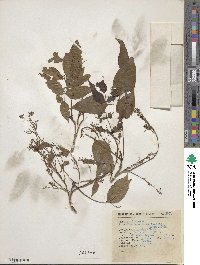 Fraxinus uhdei image