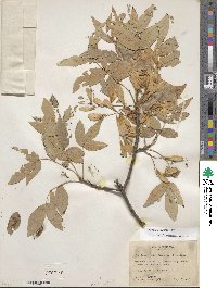 Fraxinus velutina image