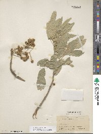 Fraxinus velutina image