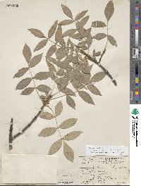 Fraxinus velutina image